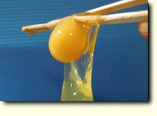 雞蛋蛋黃油(卵油) 580cc/1瓶裝