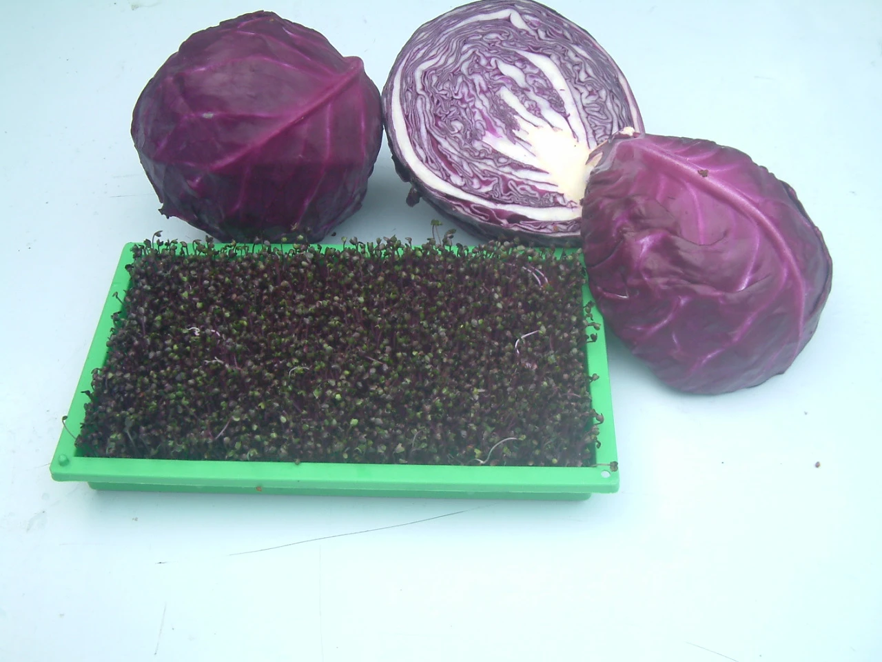 紫色高麗菜芽