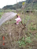 菁山園藝--櫻花--日本十月櫻