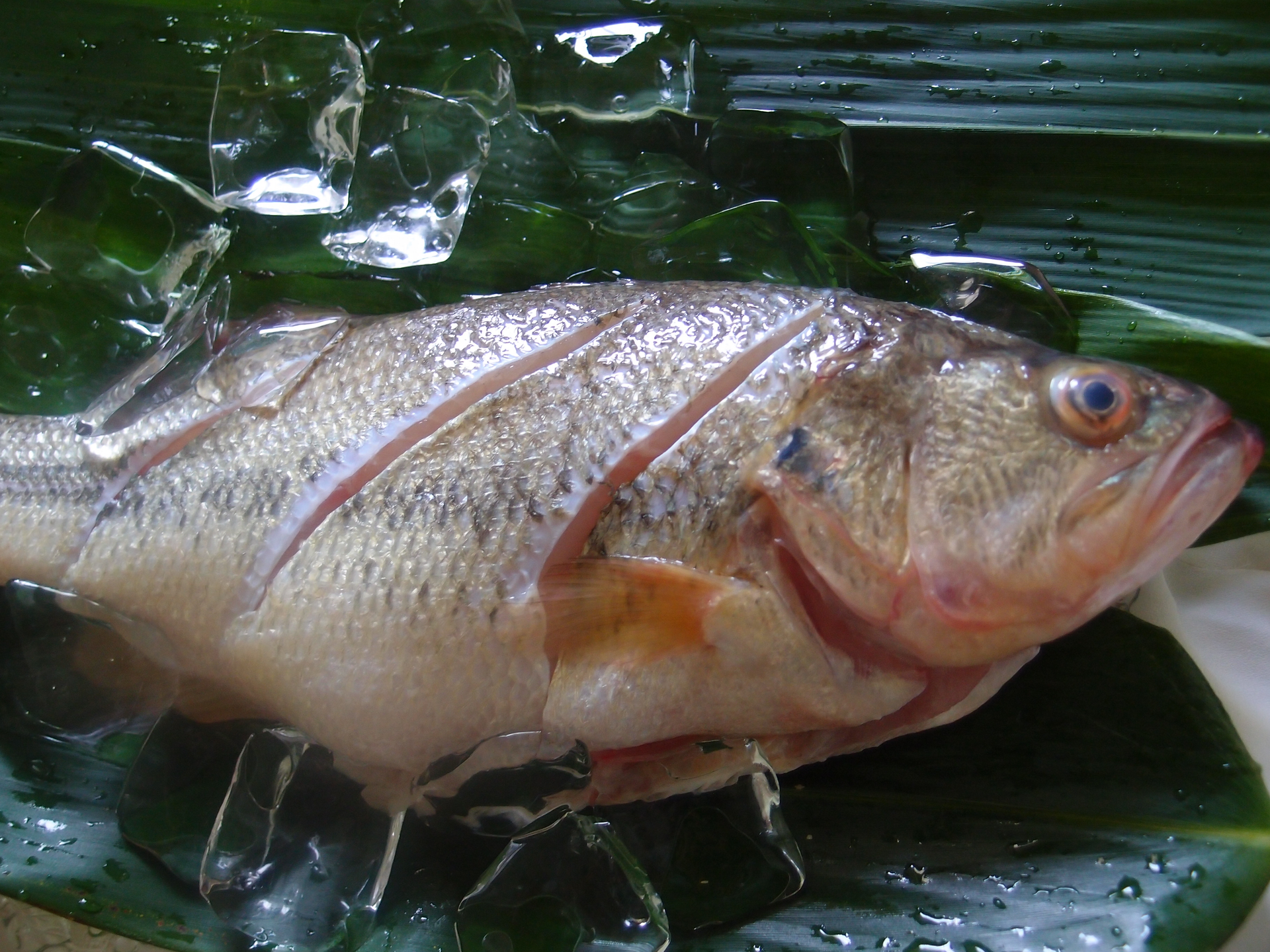 高山黑鱸魚