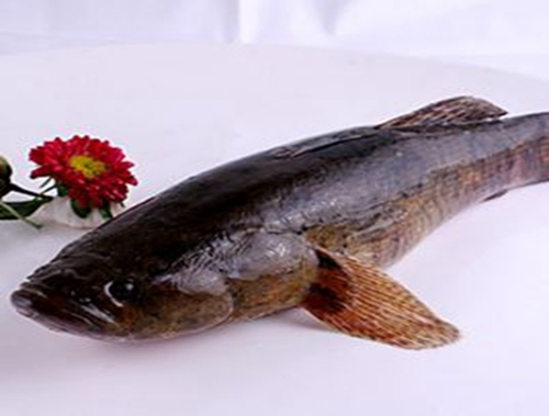 筍殼魚