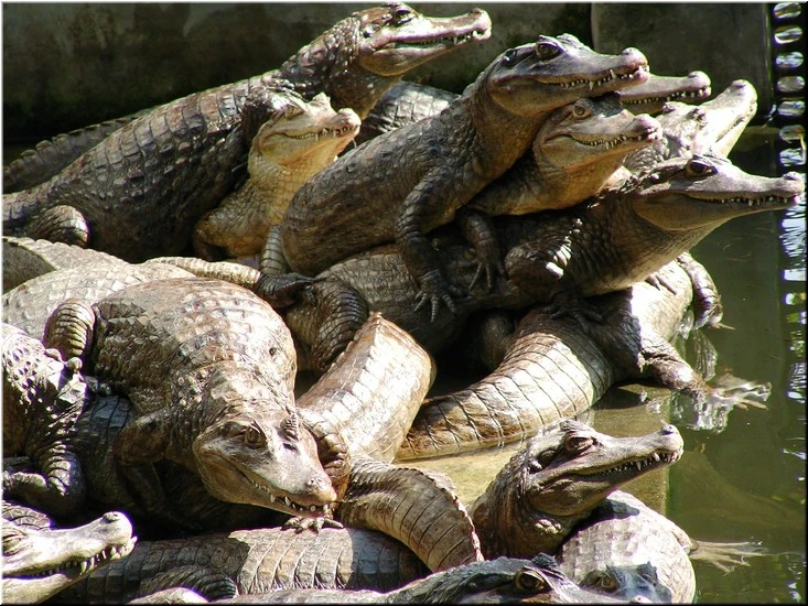 不一樣鱷魚生態農場