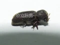 蛀蟲生態防治-木蠹蟲粉蠹蟲