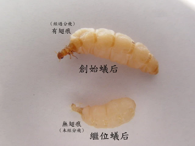 創始蟻后與繼位蟻后的判別