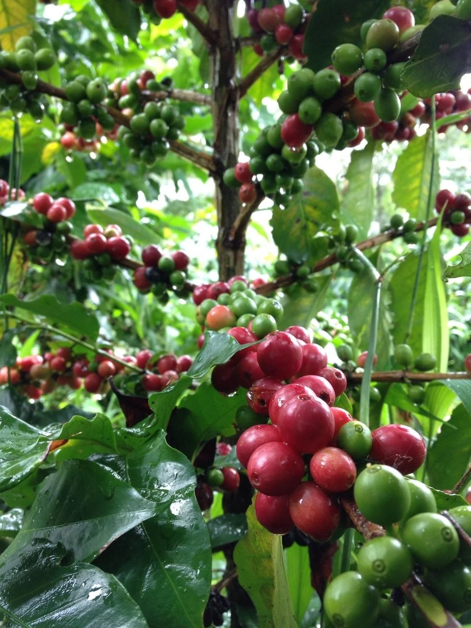 VIPULA  COFFEE FRUIT