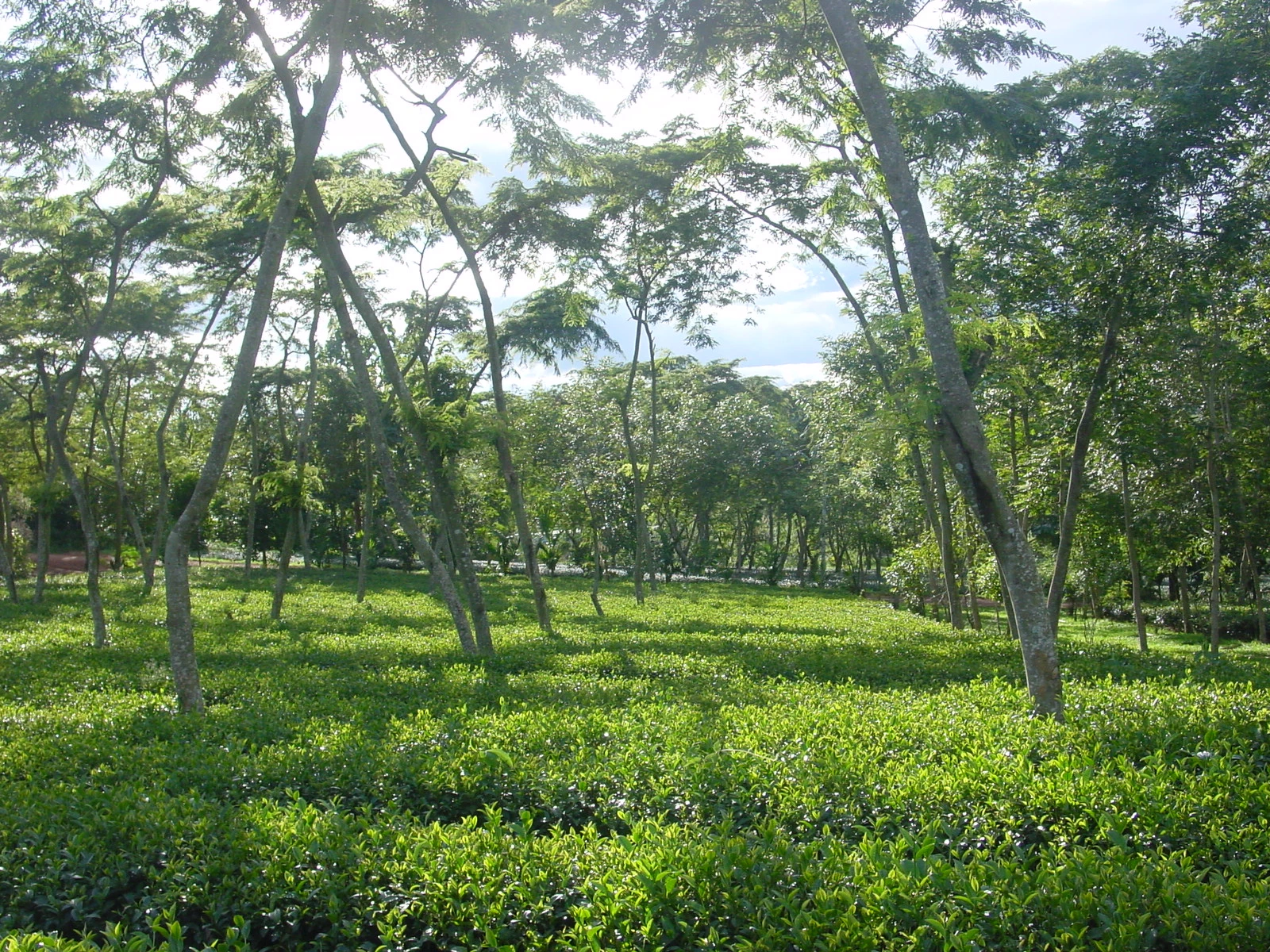 茶園景緻2