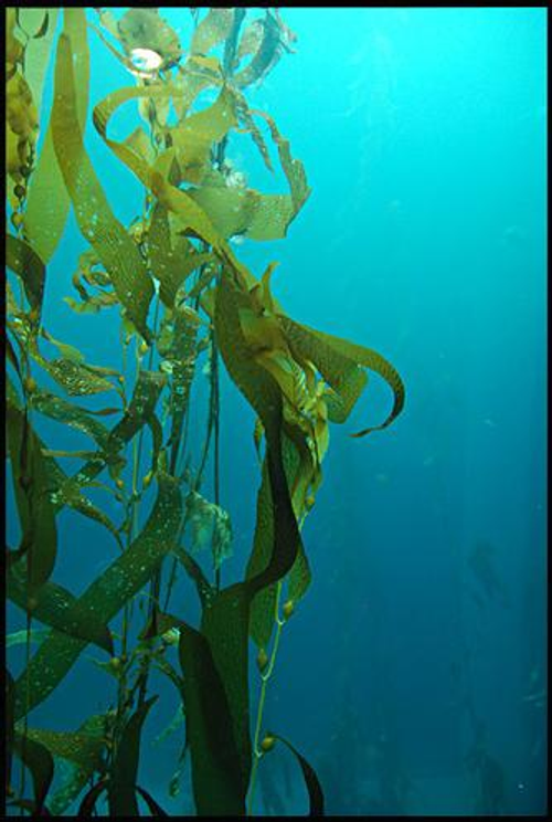 挪威海藻