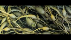 挪威海藻~泡葉藻~最乾淨的海藻
