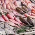 鰻魚及水產品分析檢測