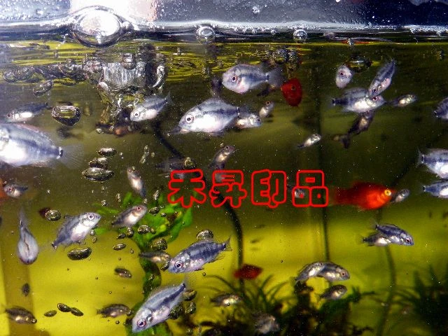 花羅漢仔魚