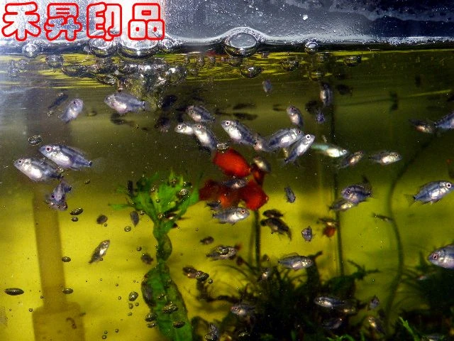 花羅漢仔魚