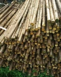 杉木柱，路樹杉木支架、庭園樹杉木支柱、杉木支撐柱