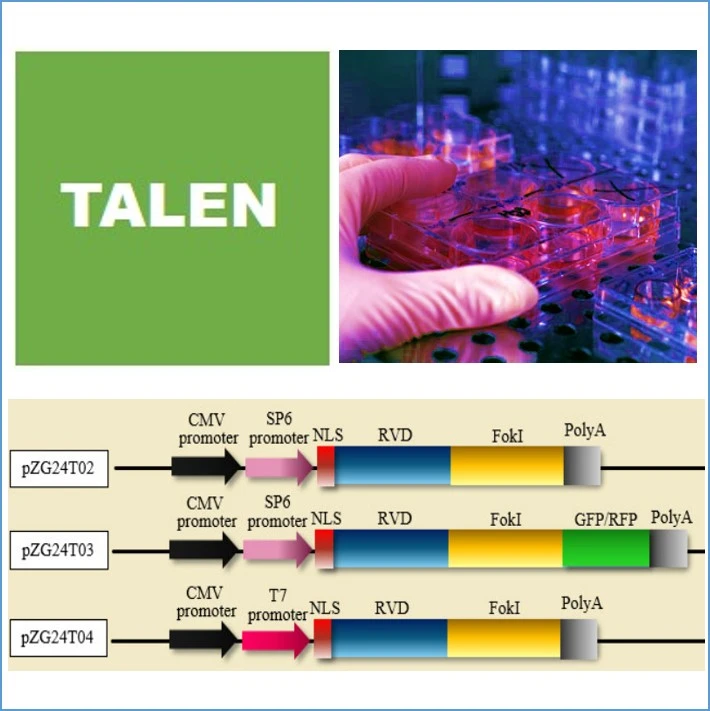 TALEN For Cell