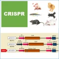 CRISPR -Cas9 載體構築服務