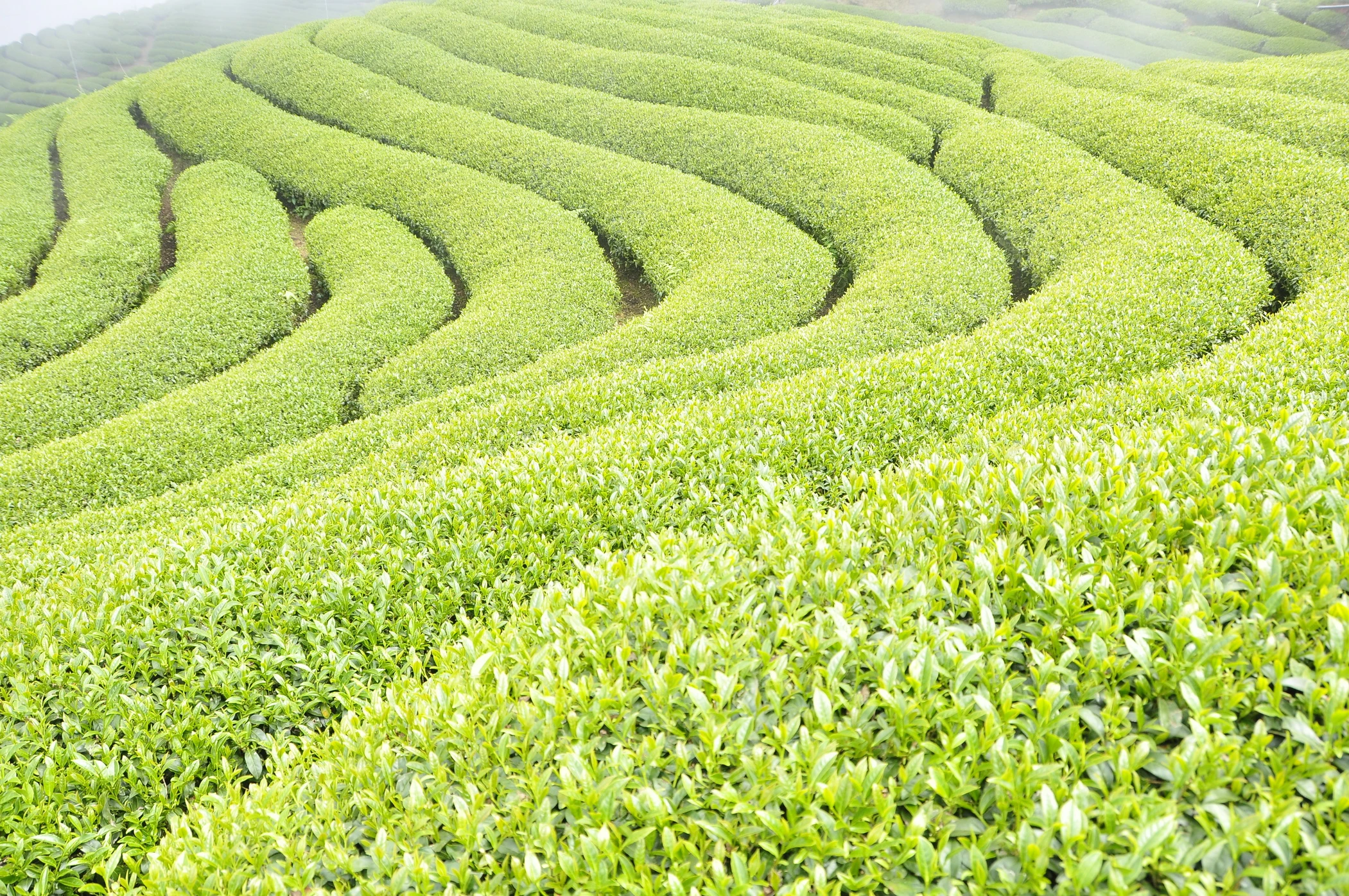 杉林溪茶園