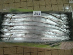 白帶魚