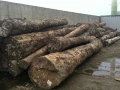 橡膠原木20呎2貨櫃，直徑30〜90cm