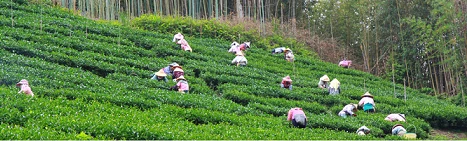 自然生態茶園