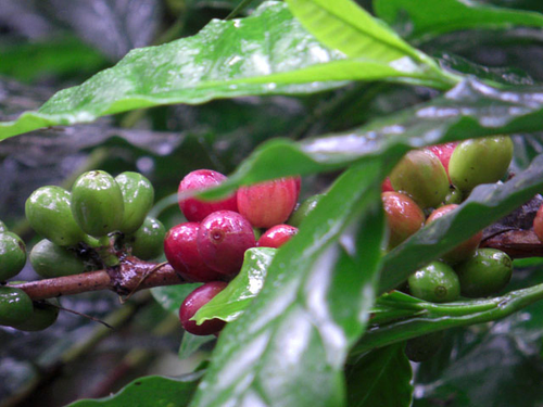 鴻裕貿易有限公司(精品咖啡、咖啡生豆、巴紐木材）