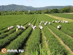 美麗後山茶園